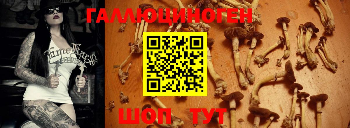 Тольятти  Галлюциногенные грибы Psilocybe  Вход с VPN  Галлюциногенные грибы прущие грибы 